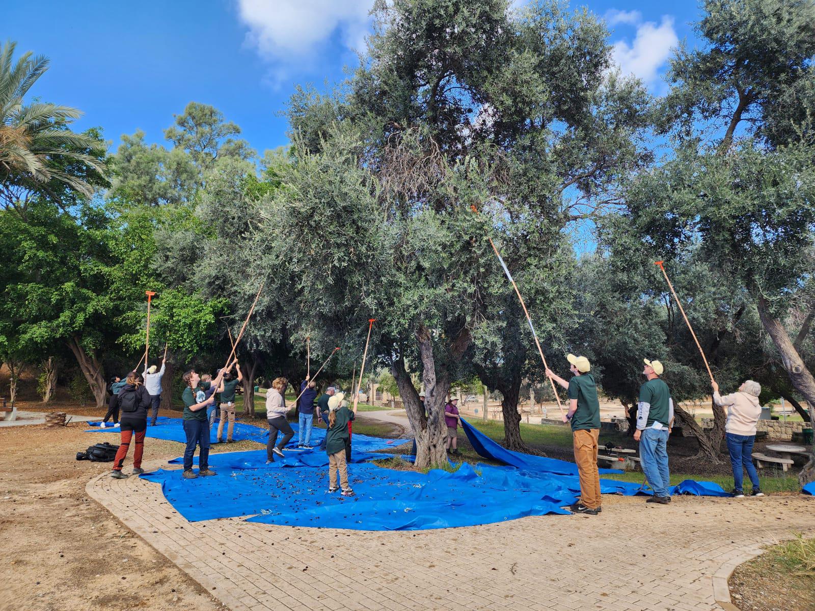 Israeli olive grove near Gaza border