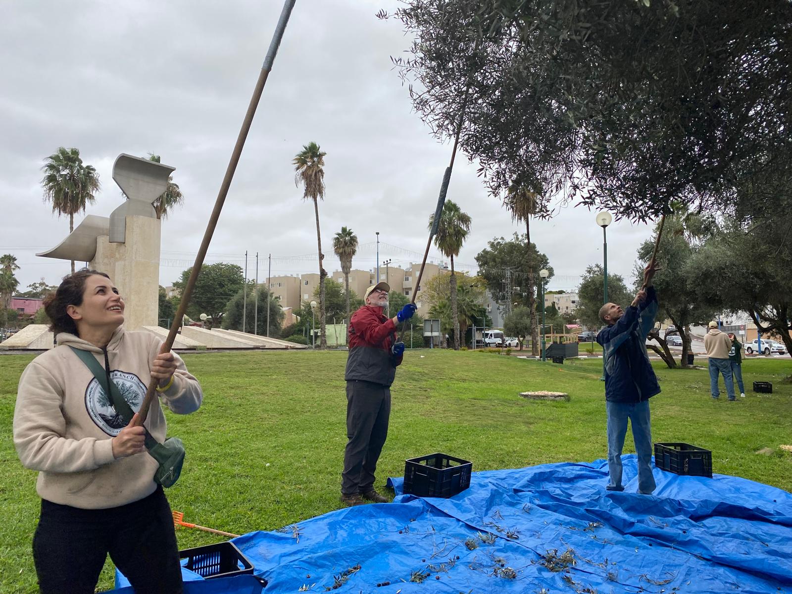 Root and Branch Volunteers