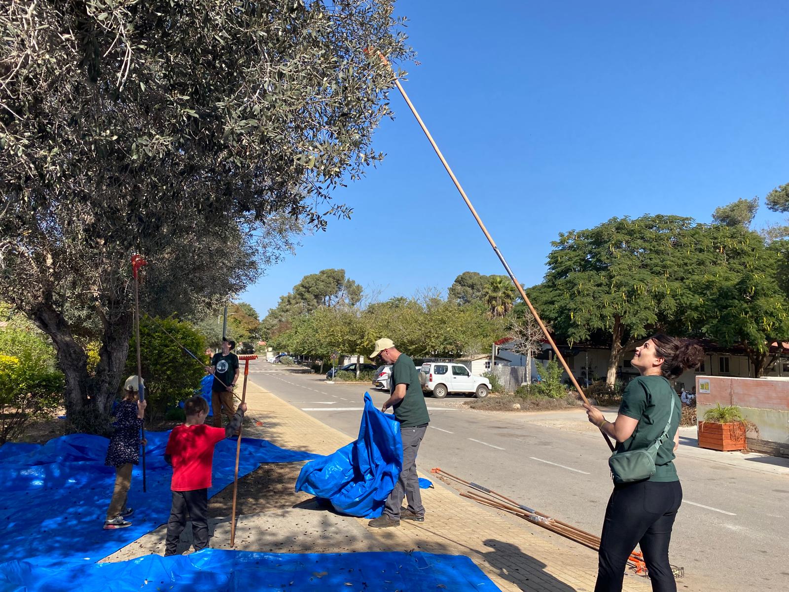 Root and Branch Volunteers