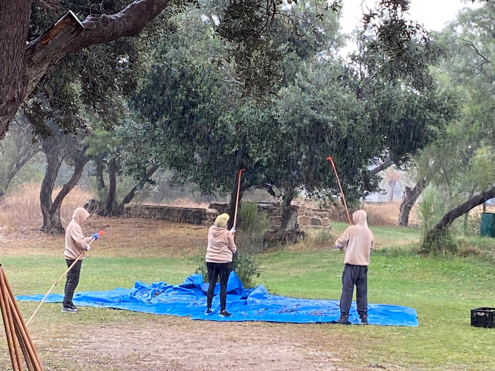 Root and Branch Volunteers