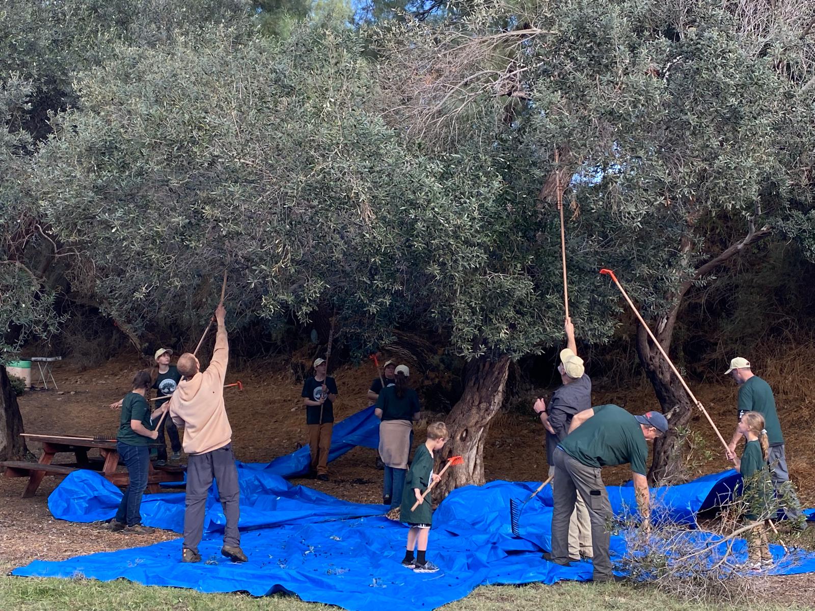 Root and Branch Volunteers