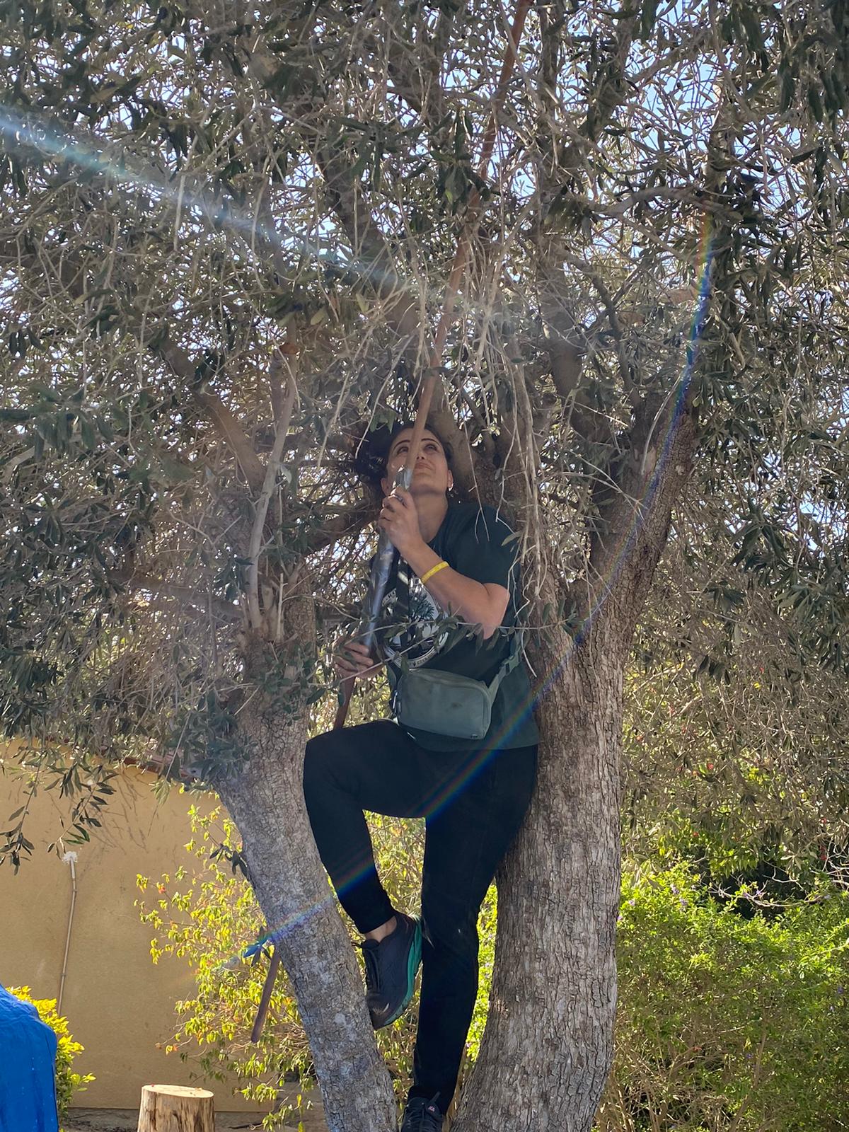 olive grove in Israeli community